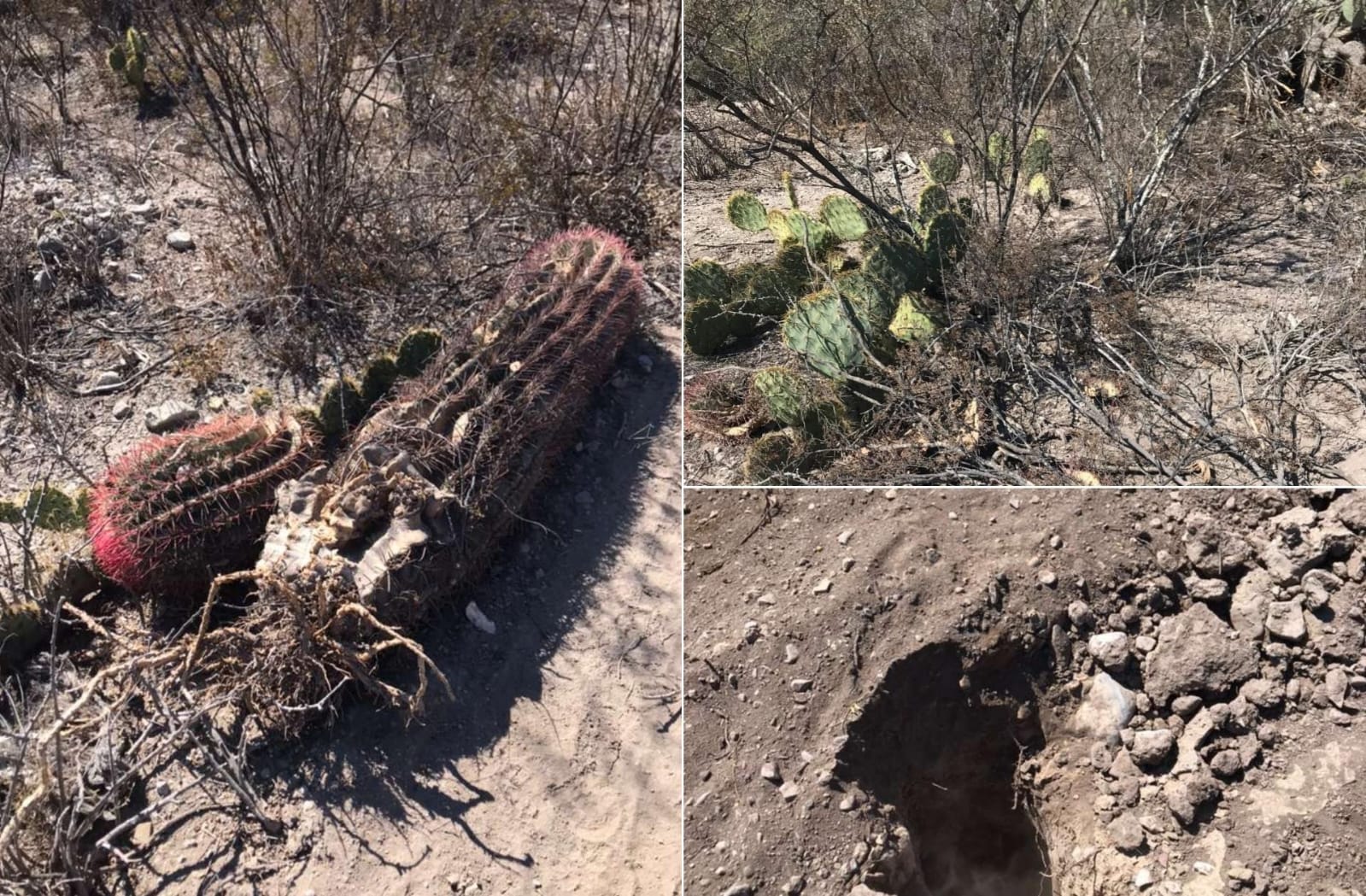 WhatsApp Image 2026-02-10 at 15.14.51 Aparecen más daños ambientales en El Peyote por nueva autopista a Matehuala